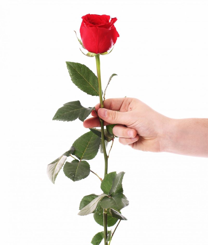 Rosas Adicionales